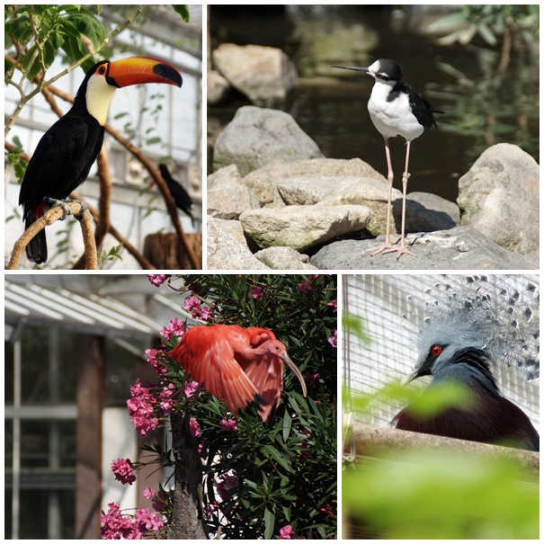 神戸花鳥園　～鳥編～_e0177766_7131340.jpg