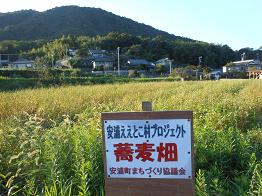 イヌサフランが咲いていた_e0175370_1922878.jpg