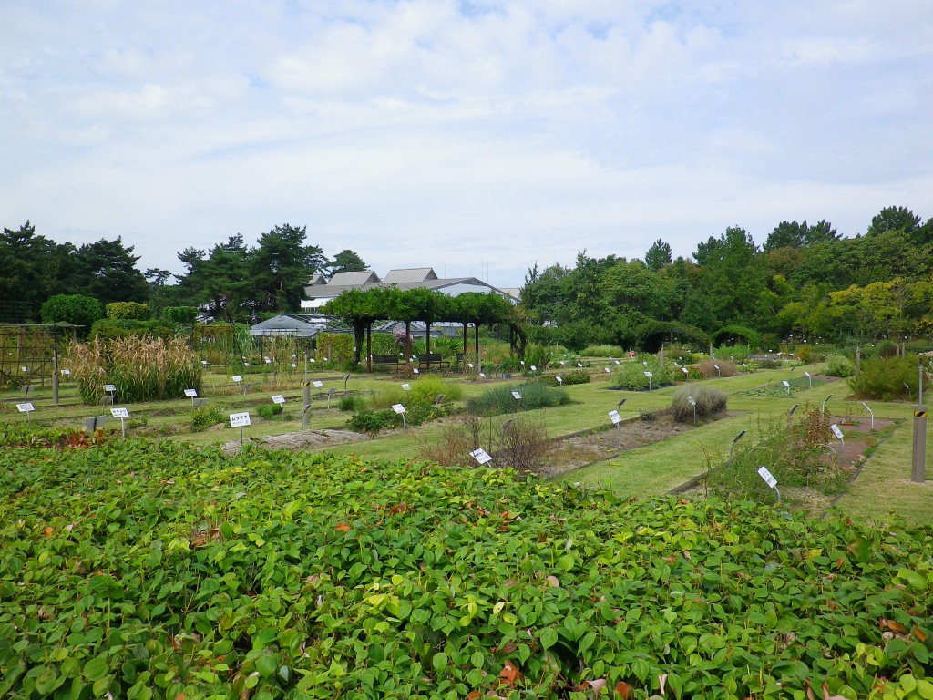 『内藤記念くすり博物館と薬草薬木園』_d0054276_20422136.jpg