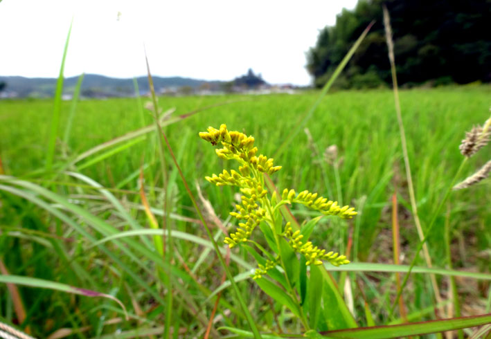 路傍の草花が呼びかける_b0145296_9383338.jpg