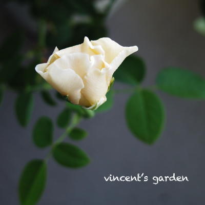 新入りの薔薇と復活の薔薇 ぶいくんの庭 新入りの薔薇と復活の薔薇 ぶいくんの庭