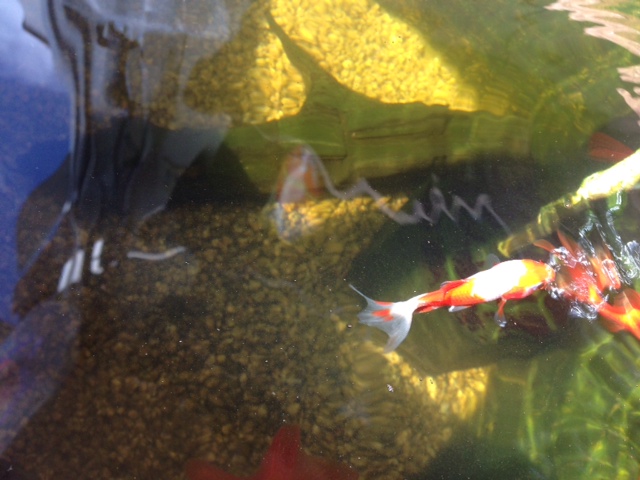 金魚さん_b0127002_15172681.jpg