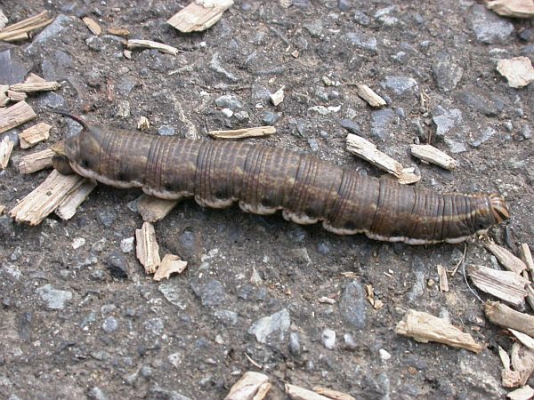 エビガラスズメ ホシホウジャク 一寸の虫にも五分の魂 エビガラスズメ ホシホウジャク 一寸の虫にも五分の魂