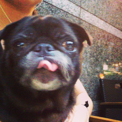 7 years old pug。_a0096015_1555218.jpg