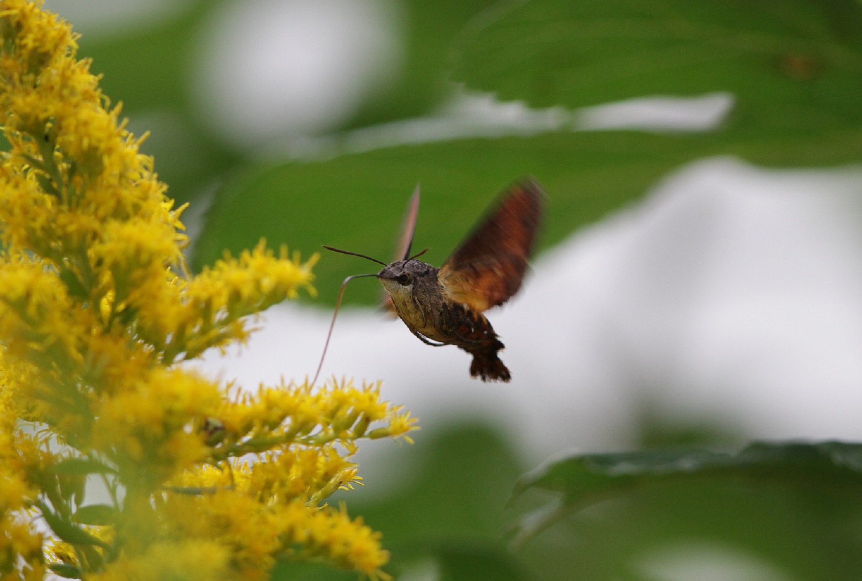 ホシホウジャク「長いストロー口で採蜜」_f0239515_1955610.jpg