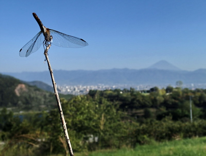 d0090322_188127.jpg