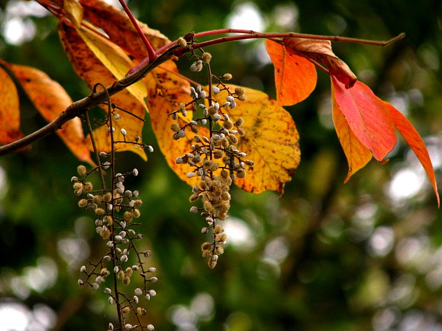 今月の樹木１０月　（２０１３年１０月）_d0024426_2028447.jpg