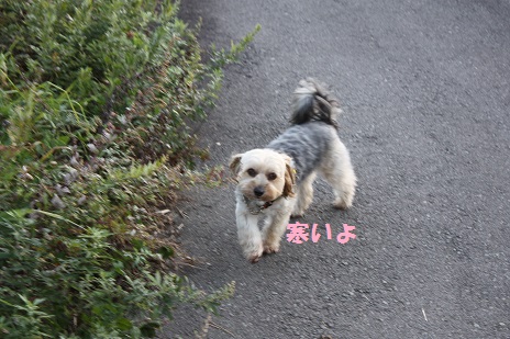 今年3回目の山梨県清里へ_f0114128_13335813.jpg