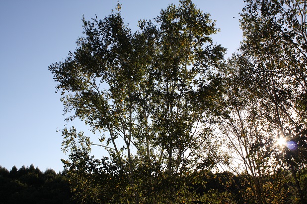 f0114128_133687.jpg