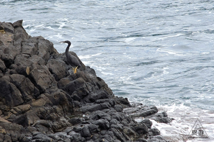 357 島根町 ~3種のアカイソガニ~_c0211532_2335587.jpg