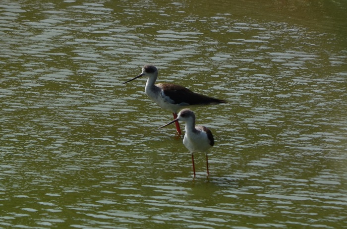 昨日の鳥撮り成果_b0288942_739522.jpg