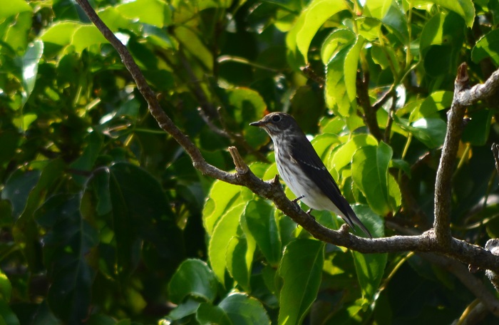 昨日の鳥撮り成果_b0288942_7462358.jpg