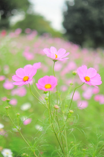 玉ボケがテーマの秋桜子_c0001744_19373160.jpg