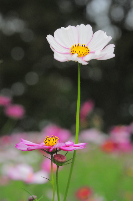 玉ボケがテーマの秋桜子_c0001744_19394923.jpg