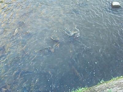 c0089446_8462268.jpg