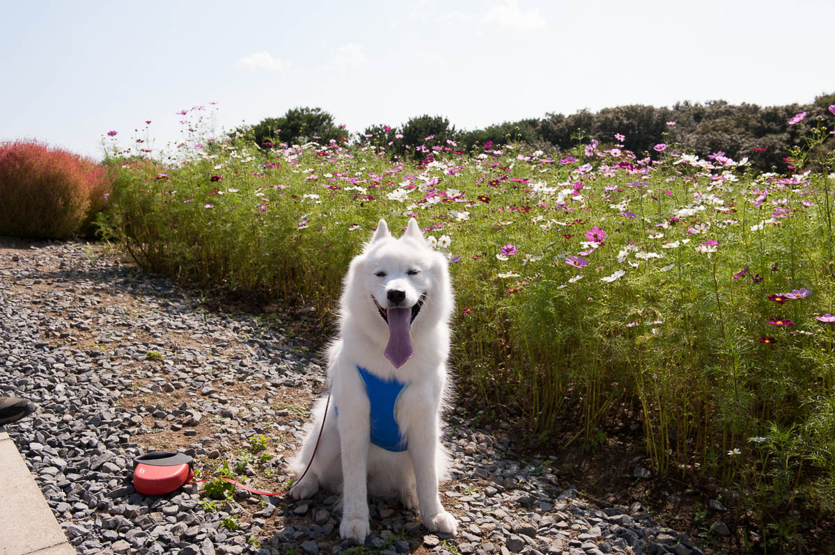 ひたちなかの海浜公園_d0144253_10283566.jpg