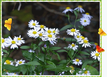 a0212557_648977.gif