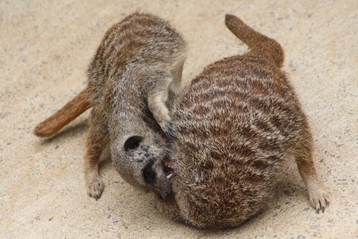 浜松動物園・ミーアキャットの格闘_c0135957_11272342.jpg