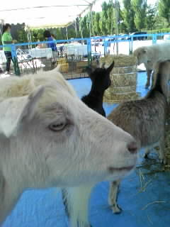 ふれあい動物園_b0292863_2144286.jpg