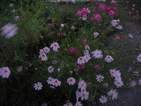 e0235963_7502963.jpg