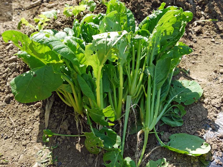 虫にバリバリ食われた小松菜を初収穫 13 10 13 北鎌倉湧水ネットワーク