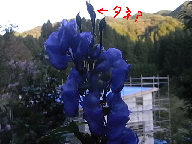 a0146070_54124.jpg