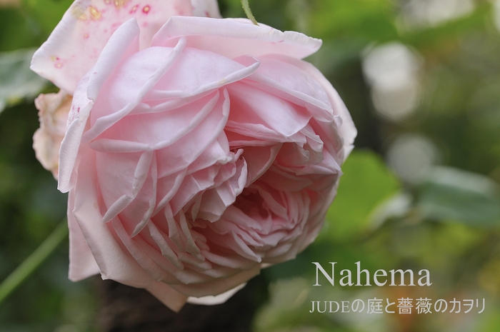 ナエマ姫 復活 judeの庭と薔薇のカヲリ ナエマ姫 復活 judeの庭と薔薇のカヲリ