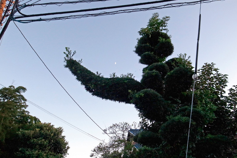 「樹」には行けず・三鷹市上連雀 2013年10月11日_d0123571_2336361.jpg