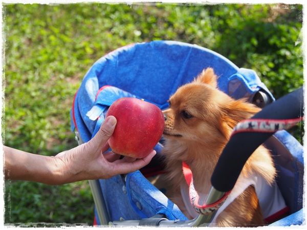 リンゴ狩りへ～♪_e0330372_21454762.jpg