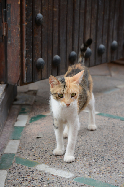 モロッコの猫写真_e0171573_2333886.jpg