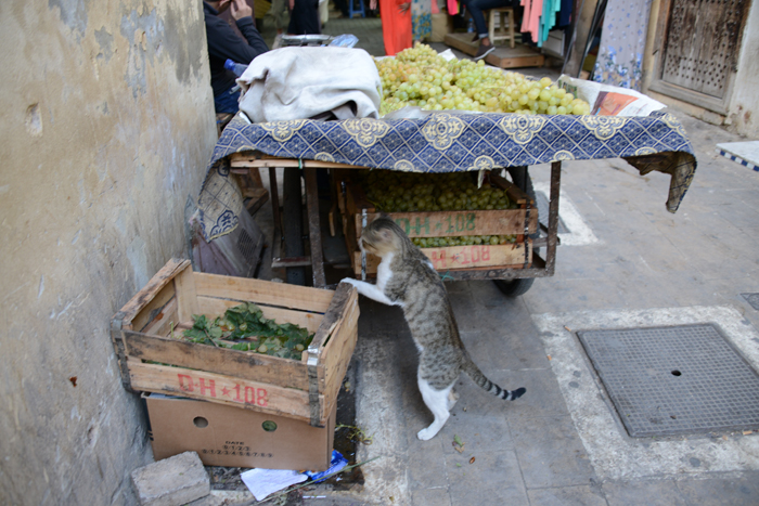 モロッコの猫写真_e0171573_23341234.jpg