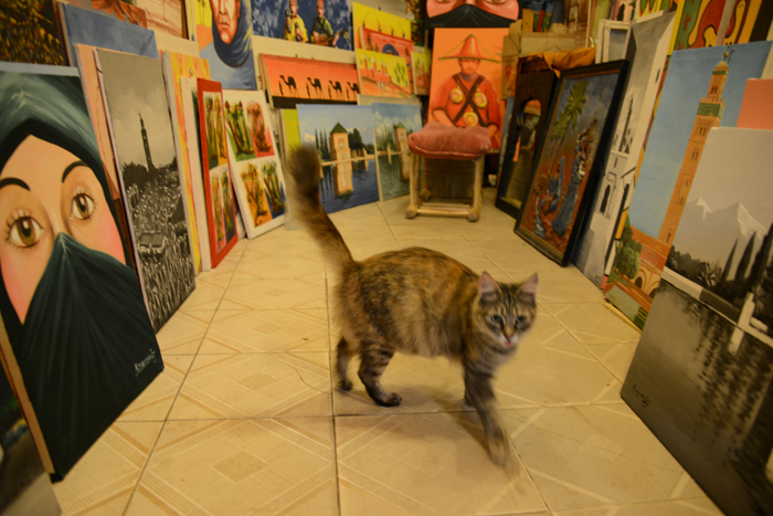モロッコの猫写真_e0171573_23344448.jpg