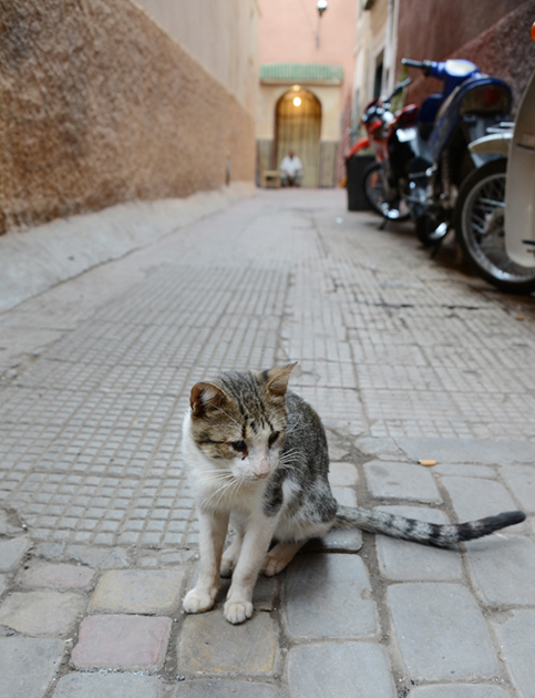 モロッコの猫写真_e0171573_2334722.jpg