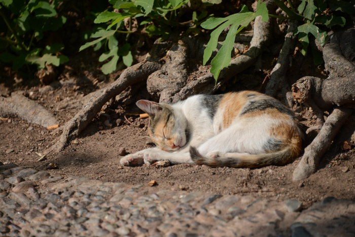 モロッコの猫写真_e0171573_23351444.jpg