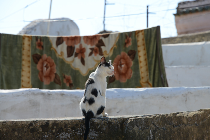 モロッコの猫写真_e0171573_23352769.jpg