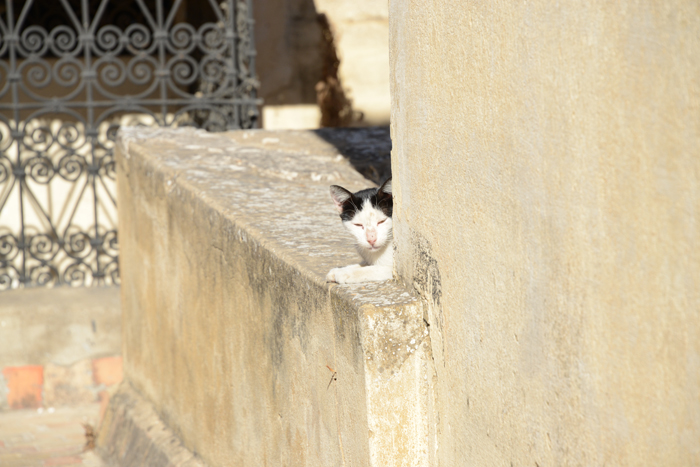 モロッコの猫写真_e0171573_23354097.jpg