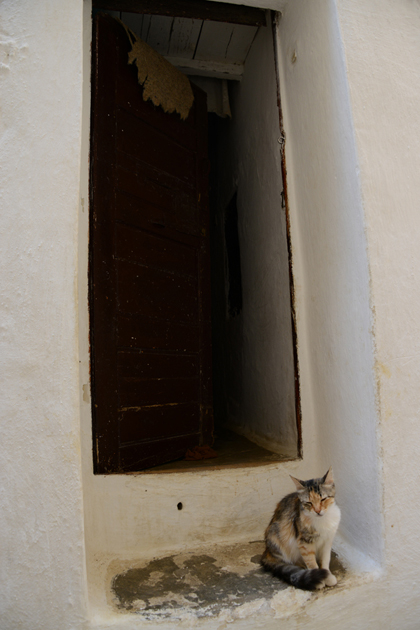モロッコの猫写真_e0171573_23354743.jpg