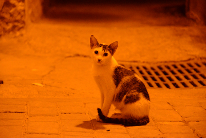 モロッコの猫写真_e0171573_2335591.jpg