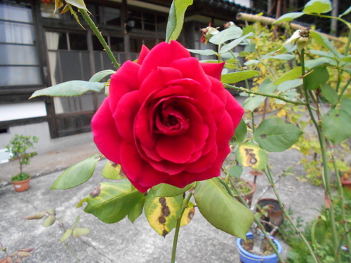e0036983_10142268.jpg