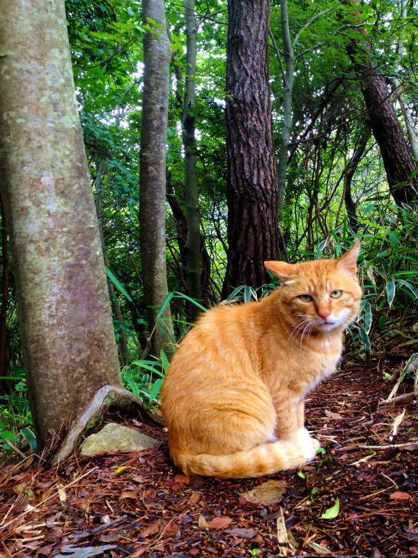 Mt.Rokko of 2013Summer_b0220886_14185017.jpg