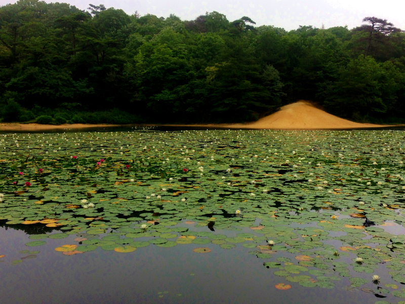 Mt.Rokko of 2013Summer_b0220886_1457996.jpg