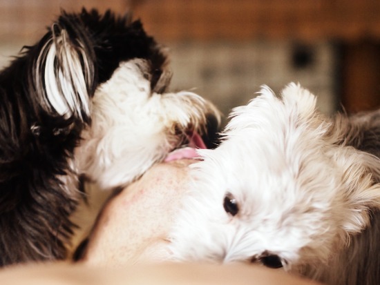 犬のお水問題、ほんの少し困っていること_e0290293_856839.jpg