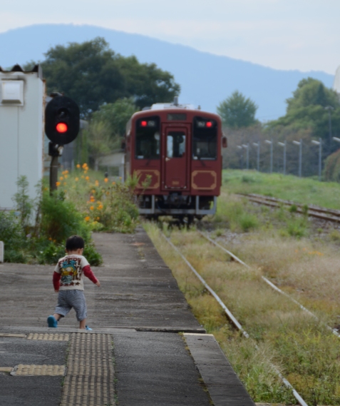 電車とコスモス_d0157098_23594258.jpg