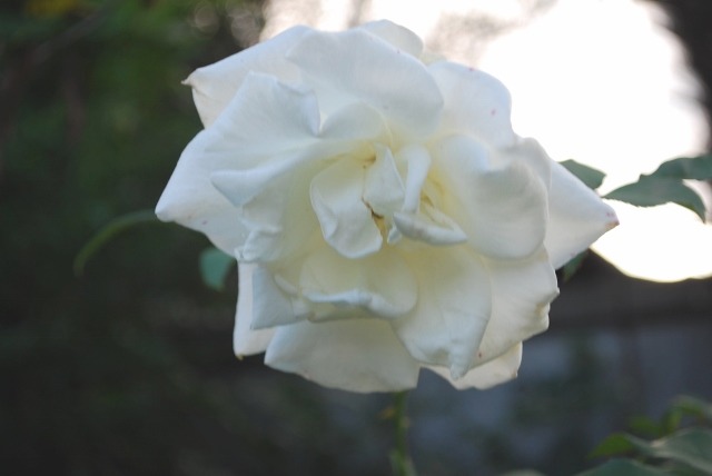 e0025300_1346356.jpg