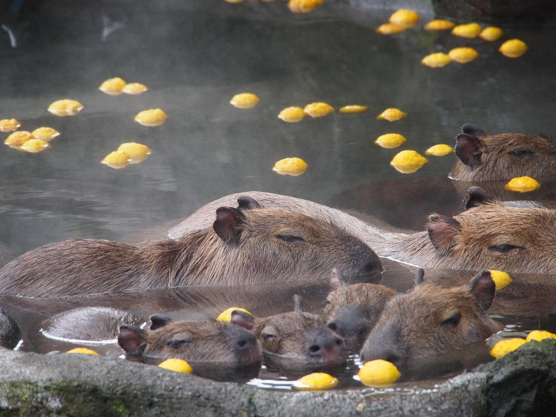 からくれない動物　４８_c0072801_2262119.jpg