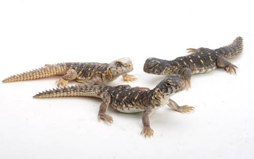 ペットに人気の爬虫類6選！飼いやすい種類や飼育方法を解説