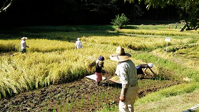 10/12　万松寺谷戸水田　稲刈り援農_e0270403_0524433.jpg