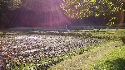 10/12　万松寺谷戸水田　稲刈り援農_e0270403_0543947.jpg