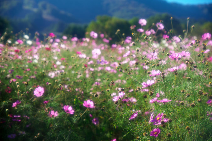 a0263109_7392144.jpg