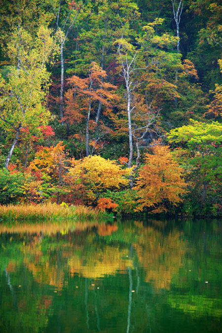 志賀高原　丸池の紅葉_a0263109_845613.jpg